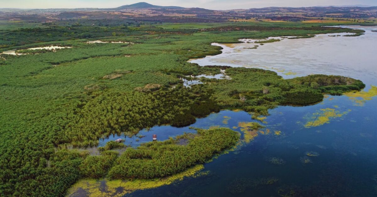 Türkiye'nin En Büyük Longoz Ormanı Karacabey Gencgazete