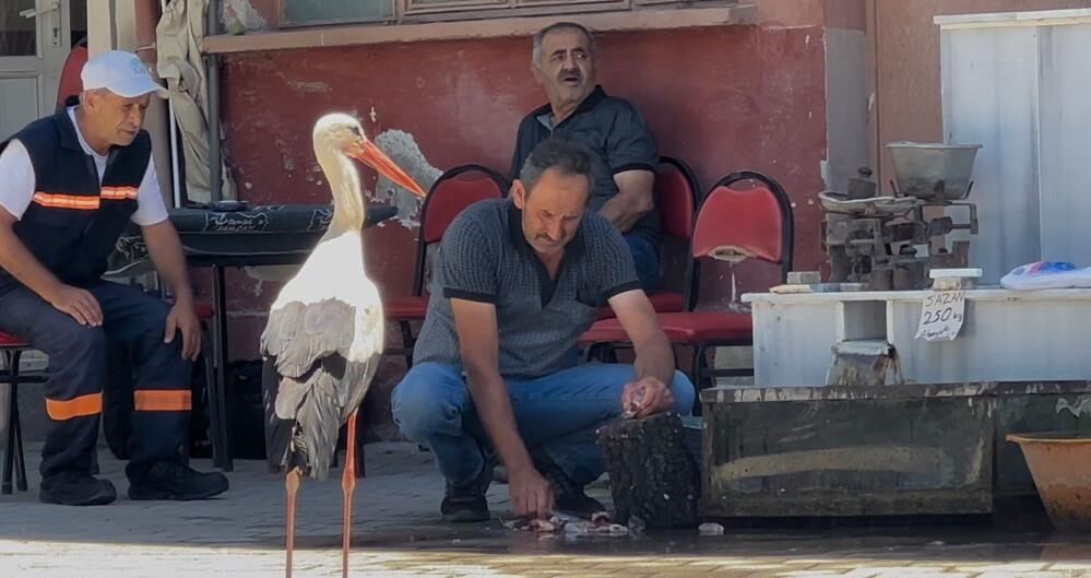 Uluabat Gölü’nde Yeni Leylek Hikayesi! 10 Yıllık Kahvehane Randevusu (1)-1