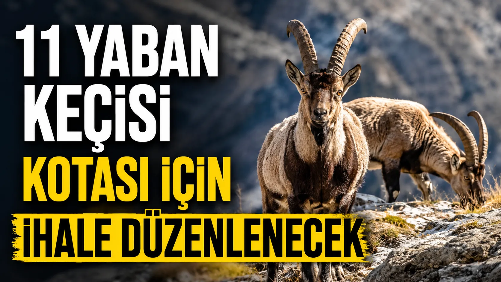 Yaşam