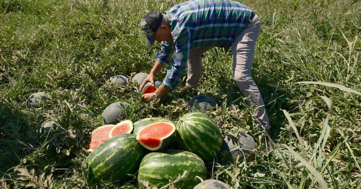 20 Milyon Liralık Zarar Karpuzdan Soğuttu Karacabeyli Üretici Ürününü Değiştirdi (3)