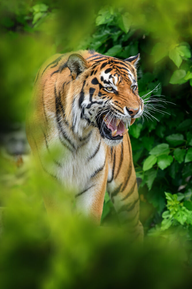 29 Temmuz Ne Günü Kaplan Tiger Gencgazete (2)