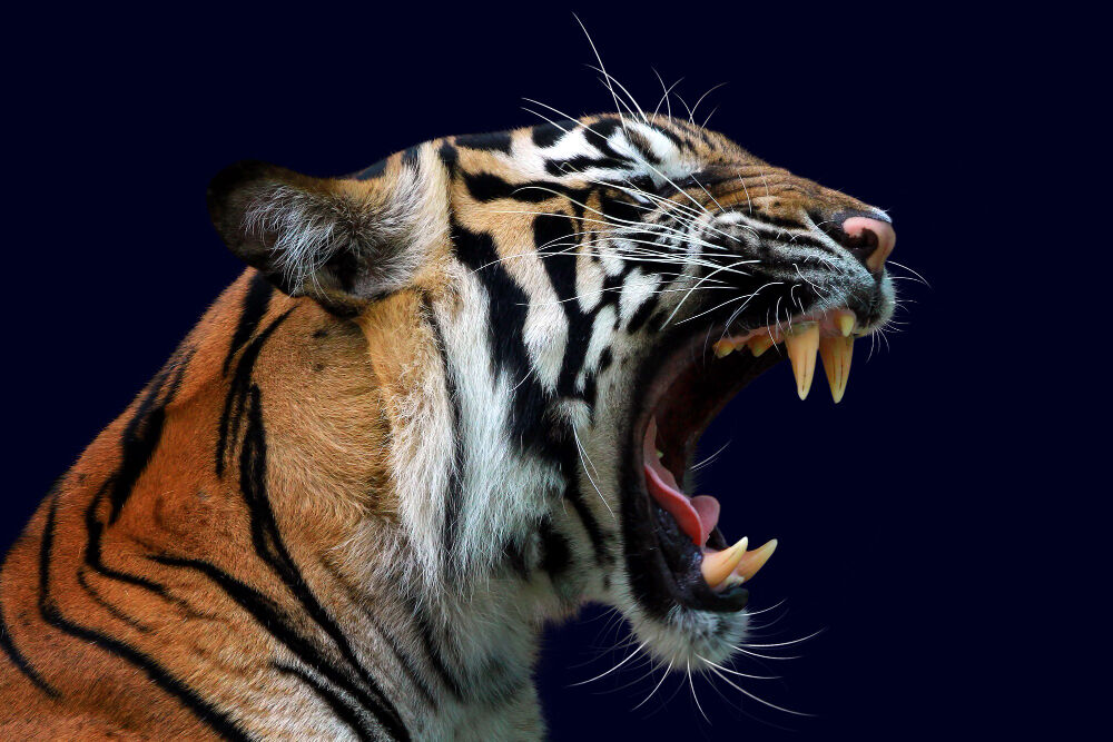 29 Temmuz Ne Günü Tiger Kaplan Gencgazete (18)