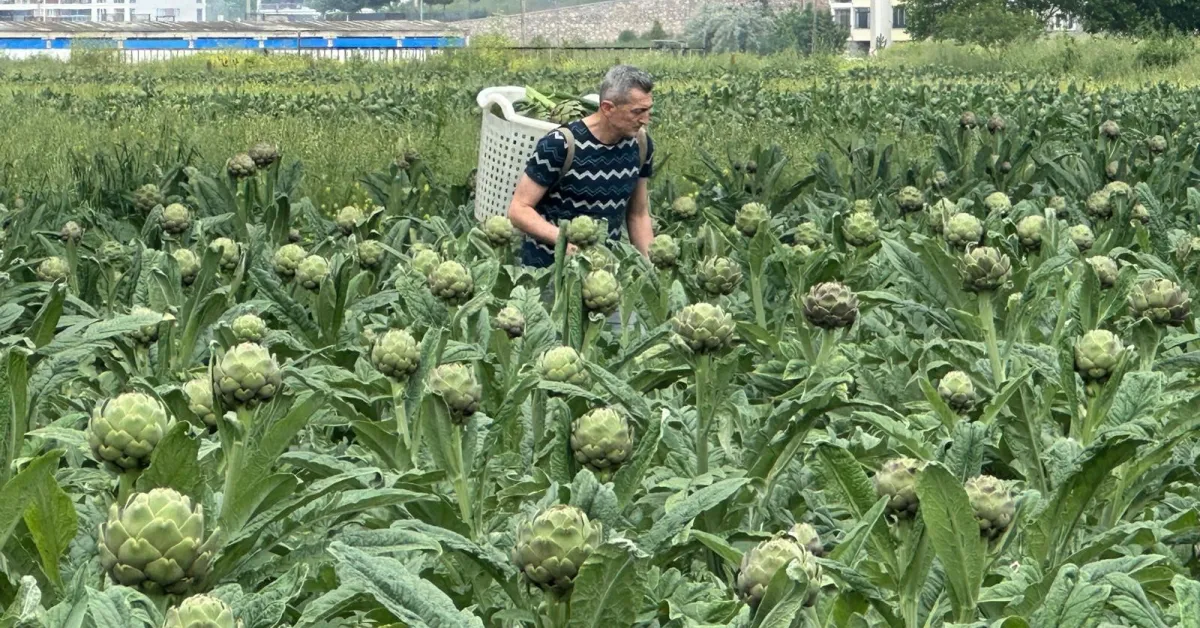 Bursa Enginar Üretiminde Zirveye Yürüyor (4)