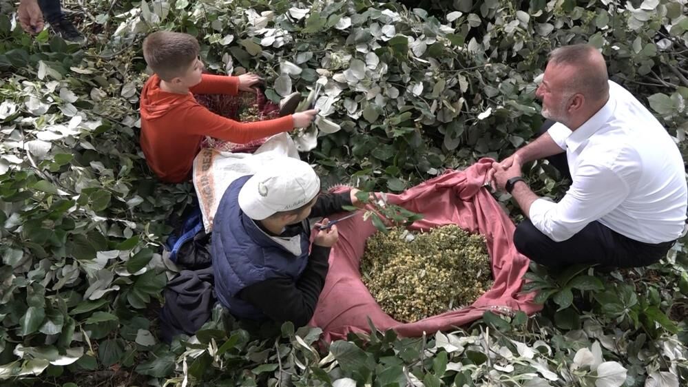 Bursa'da Metrelerce Yüksekte Zorlu Hasat! Ihlamurun Kilosu 3 Bin Lira (2)