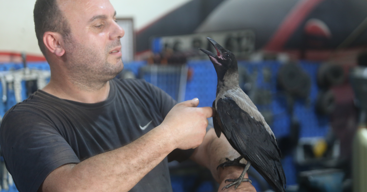 Bursa’da Yaralı Bulduğu Karga Tamirhanenin “Çalışanı” Oldu (4)