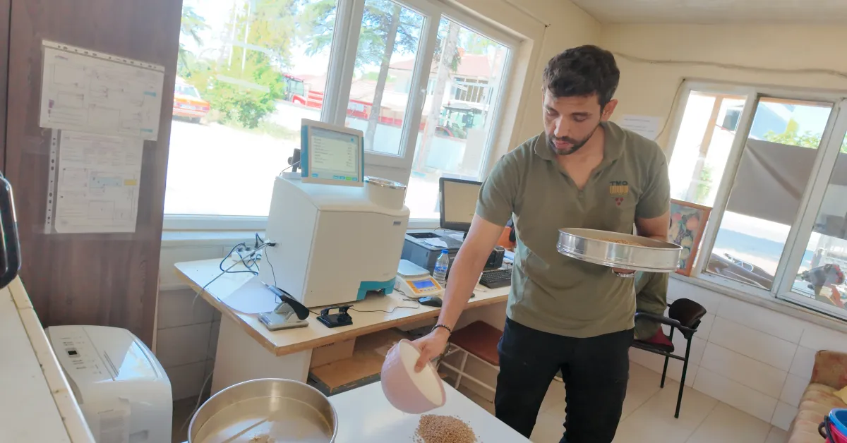 İnegöl’de Buğday Hasadı Başladı 50 Bin Ton Rekolte Bekleniyor (16)