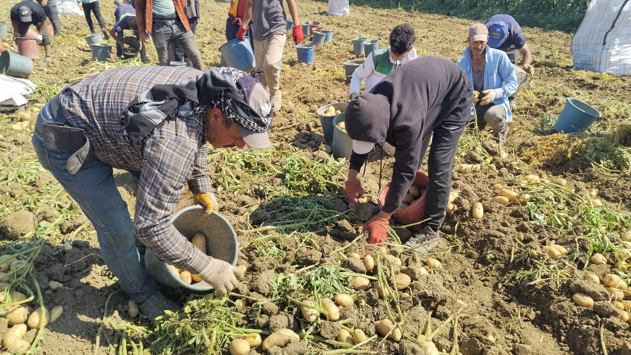 İnegöl'de Patates Hasadı Başladı! Başkan Sezai Çelik Herkesin Beklediği Rakamı Açıkladı (2)