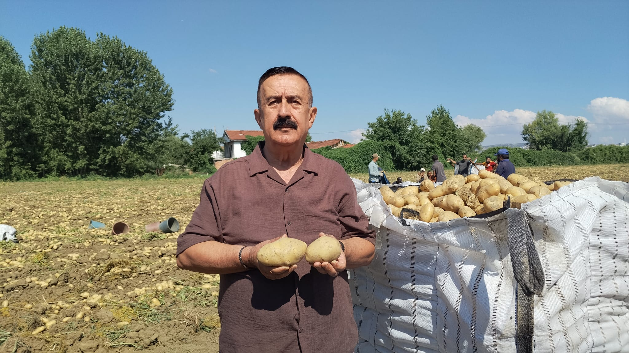 İnegöl'de Patates Hasadı Başladı! Başkan Sezai Çelik Herkesin Beklediği Rakamı Açıkladı (3)