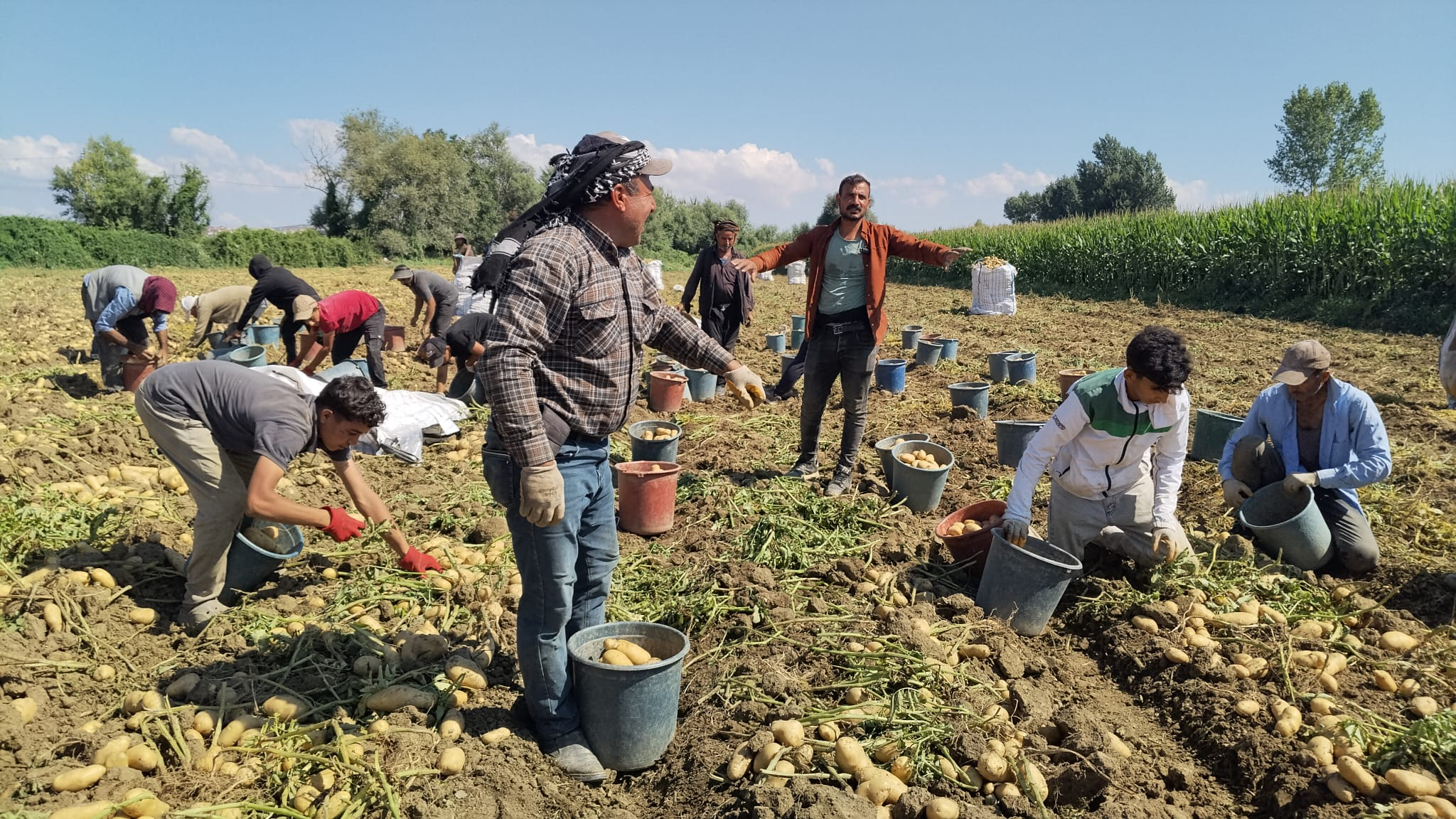 İnegöl'de Patates Hasadı Başladı! Başkan Sezai Çelik Herkesin Beklediği Rakamı Açıkladı (4)