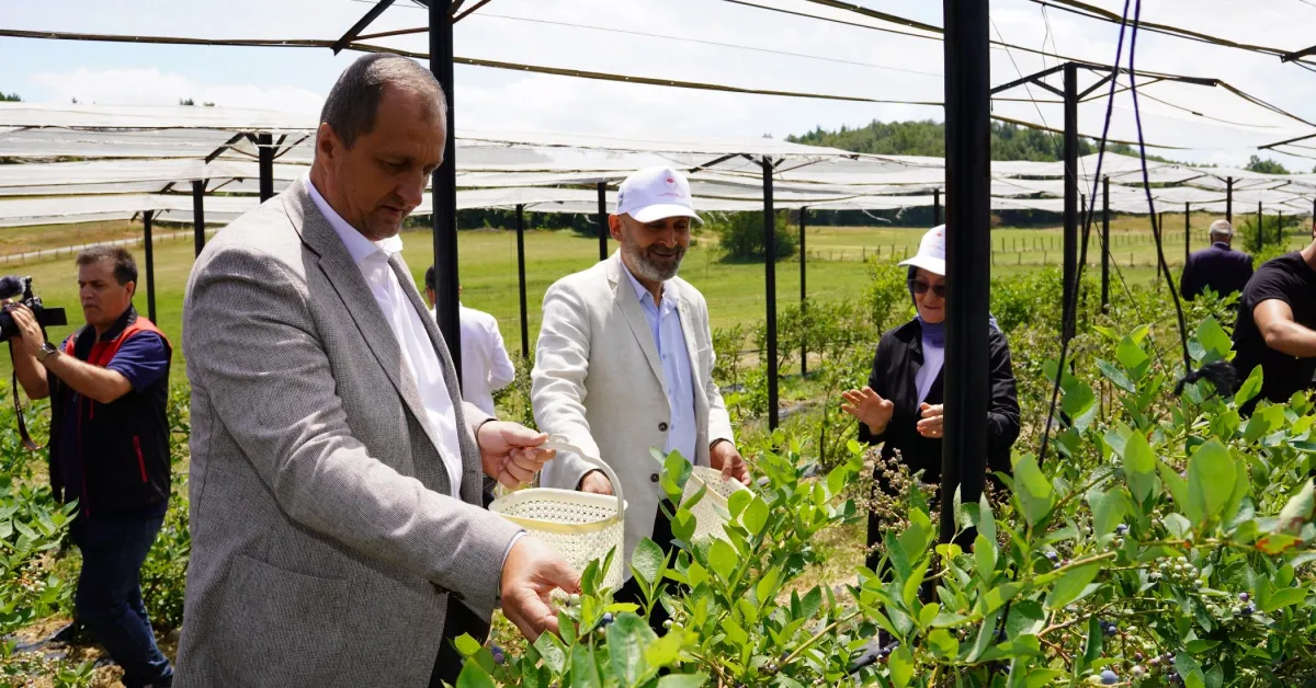 İznik’te 2026 Yılı Maviyemiş Hasadı Başladı (1)