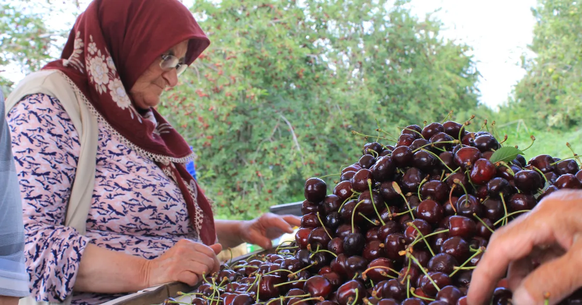Sultandağı Kirazına Abd Ve Avrupa’dan Yoğun Talep Rekolte 110 Bin Tona Çıktı (1)
