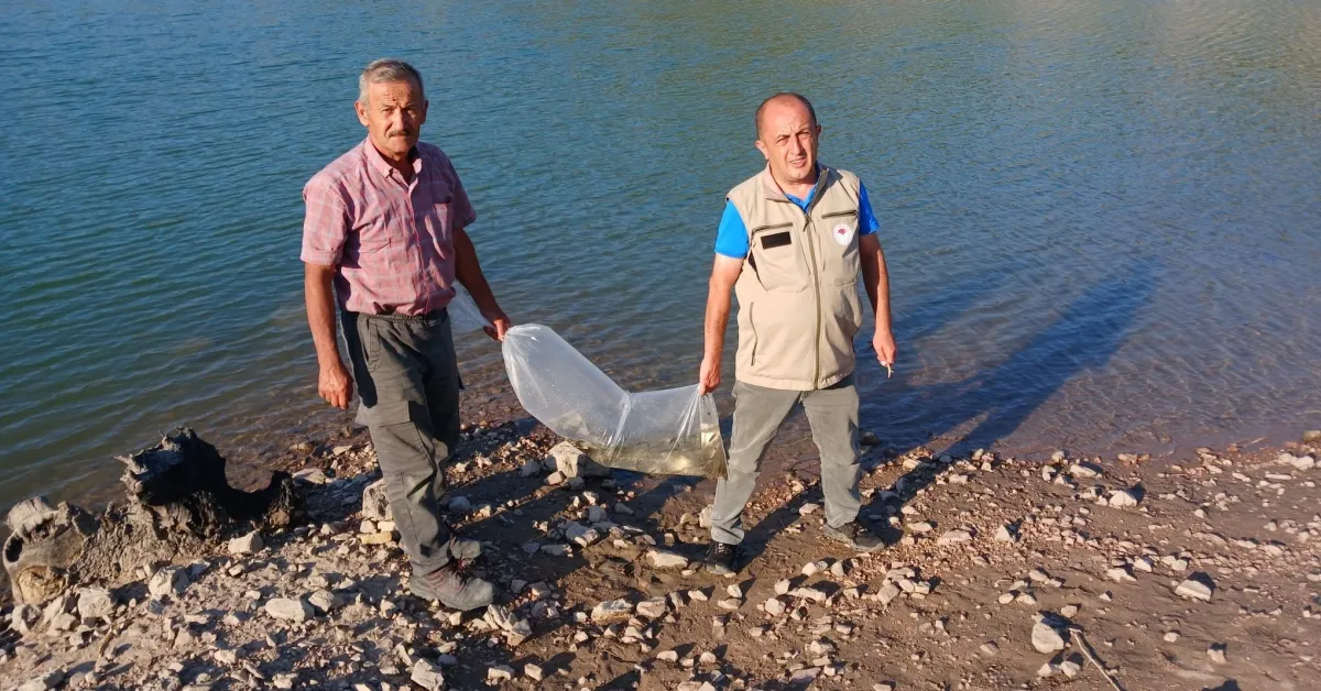 Bursa Orhaneli’de Göletlere Sazan Yavruları Bırakıldı (2)