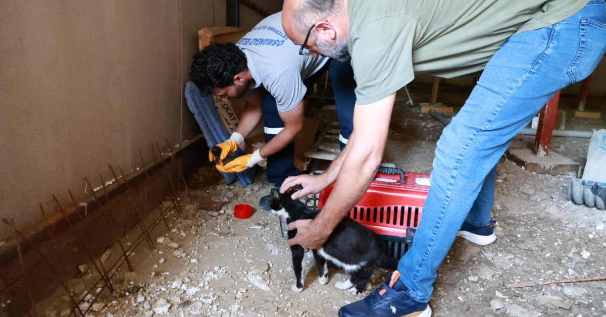 Bursa Ovası’nda Kaçak Yapı Yıkıldı Bodrumdaki Anne Kedi Ve Yavruları Kurtarıldı (3)