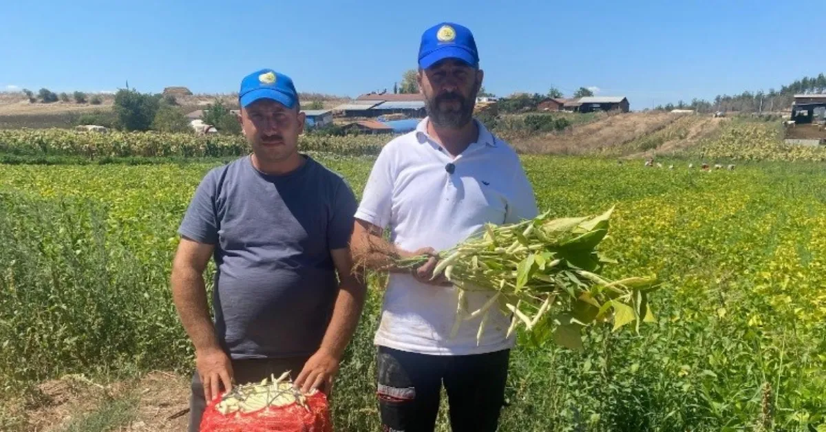 Bursa’da 1 Dönümle Başladı, 1000 Dönüme Ulaştı Şeker Fasulye Üreticinin Yüzünü Güldürdü (1)