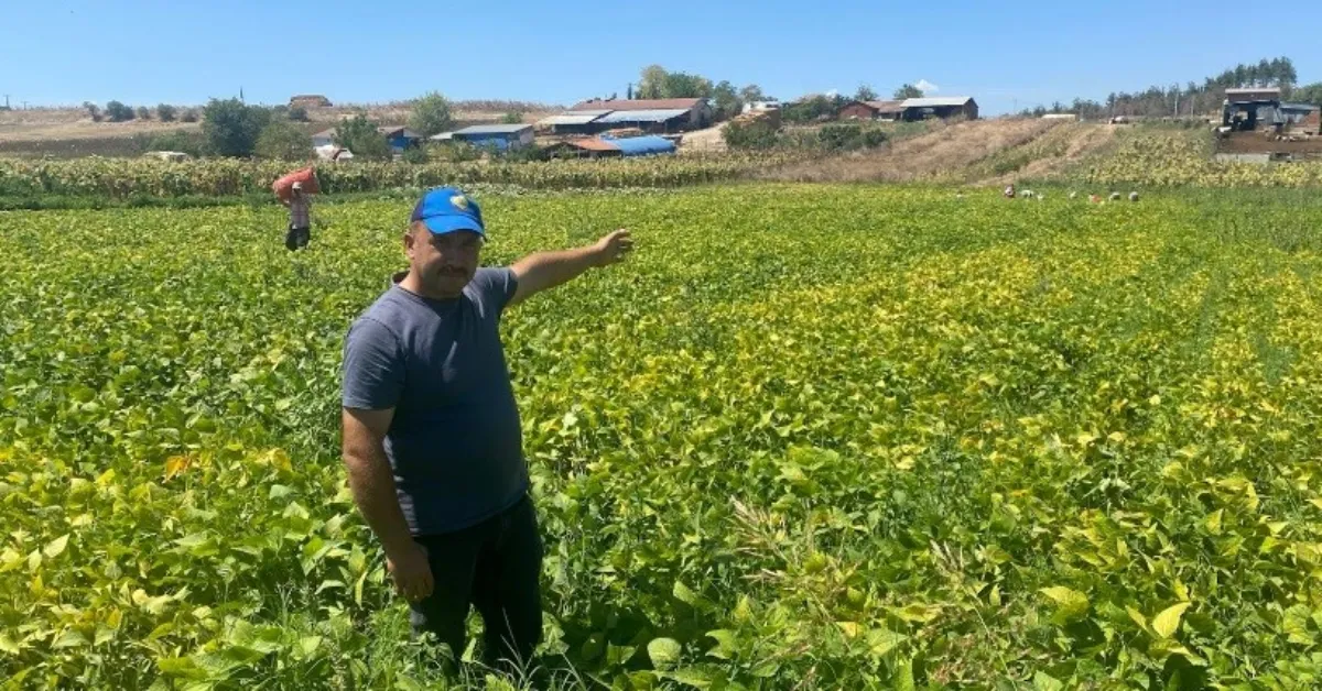 Bursa’da 1 Dönümle Başladı, 1000 Dönüme Ulaştı Şeker Fasulye Üreticinin Yüzünü Güldürdü (3)
