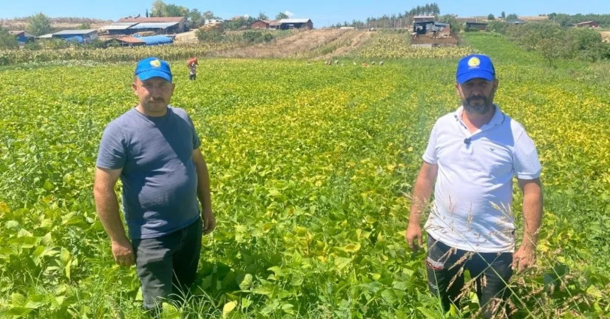 Bursa’da 1 Dönümle Başladı, 1000 Dönüme Ulaştı Şeker Fasulye Üreticinin Yüzünü Güldürdü (4)
