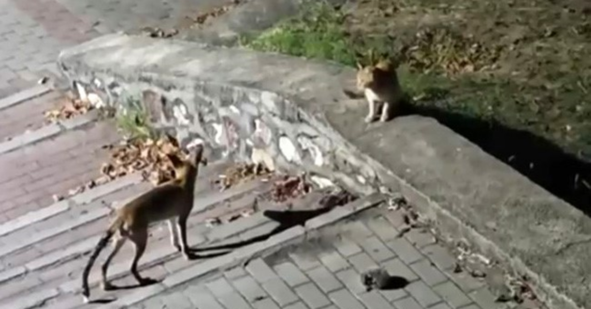 Bursa'da Ilginç Buluşma Tilki, Kedi Ve Kirpi Aynı Noktada Görüntülendi (2)