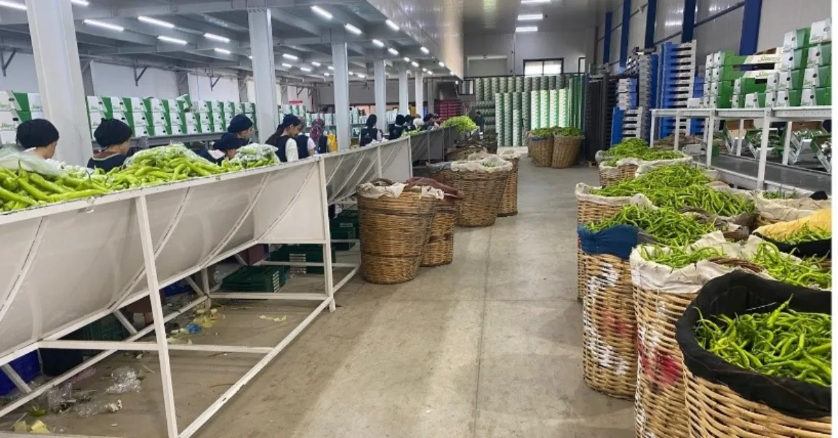Bursa’nın Siyah Inciri Ve Yenişehir Biberine Avrupa’dan Yoğun Talep (2)