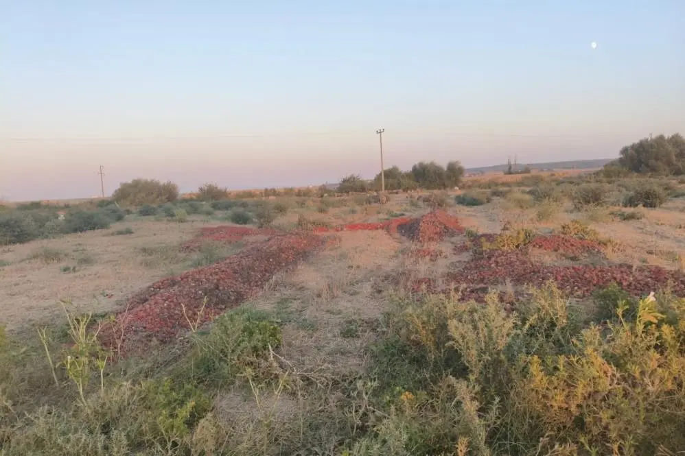Genç Gazete Bursa’da Meraya Dökülen Domateslerle İlgili Gerçek Ortaya Çıktı (1)