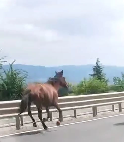 Genç Gazete İnegöl Bursa Karayolunda Başıboş Atlar Trafikte Araçlarla Yarıştı (1)