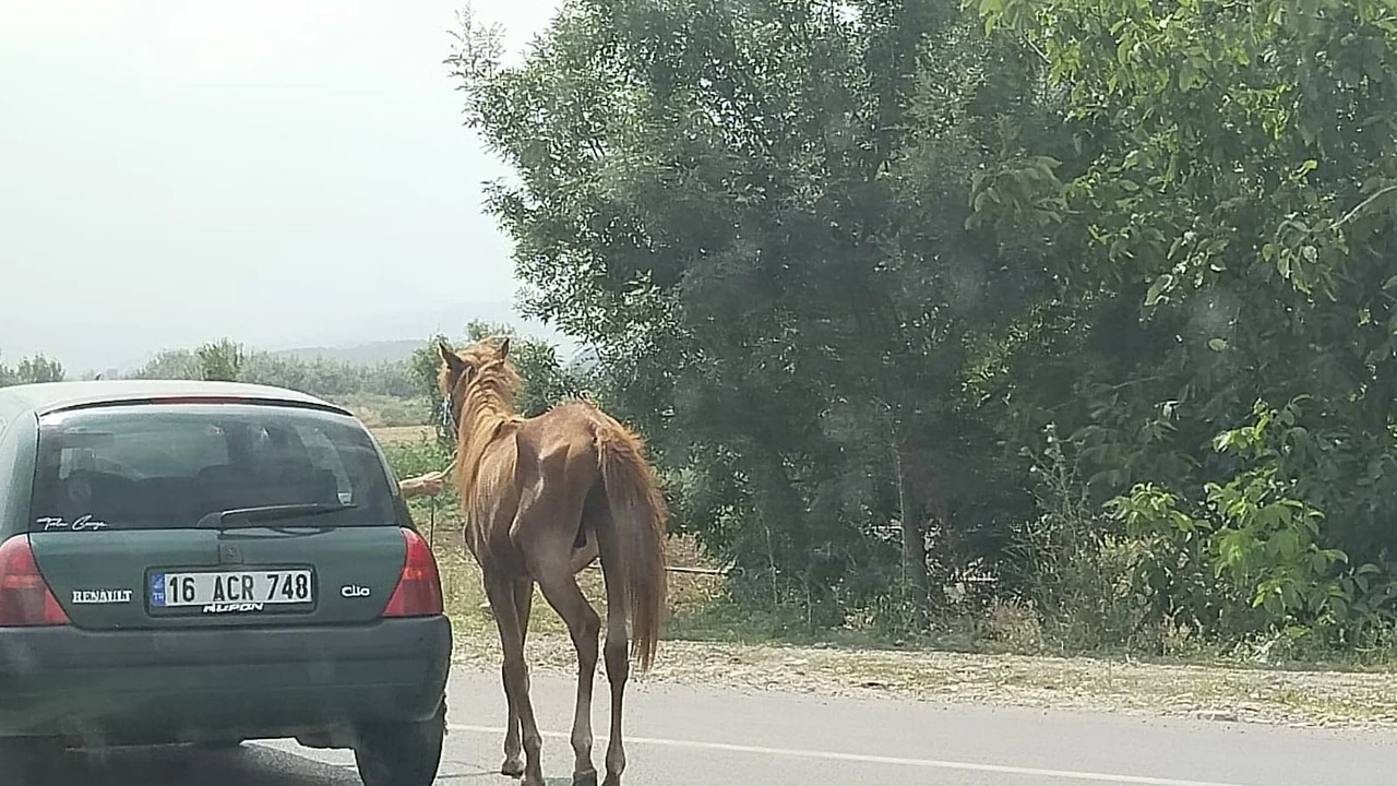Genç Gazete İnegöl’de Sahipsiz At Trafiği Tehlikeye Attı! Vatandaş Müdahale Etti (2)