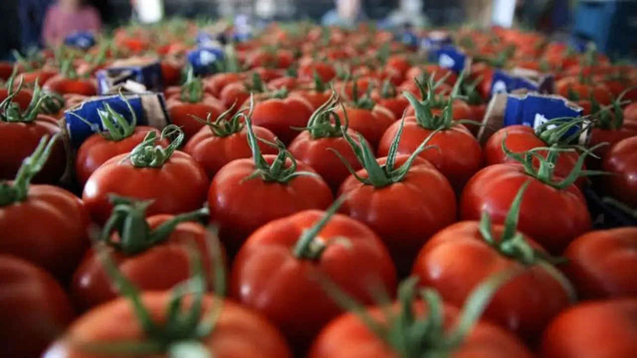Genç Gazete İnegöl'de Salça Sezonu Hareketlendi! Domates 8 Tl'den Başlıyor, Kapya Biber 80 Tl'ye Kadar Çıkıyor (1)