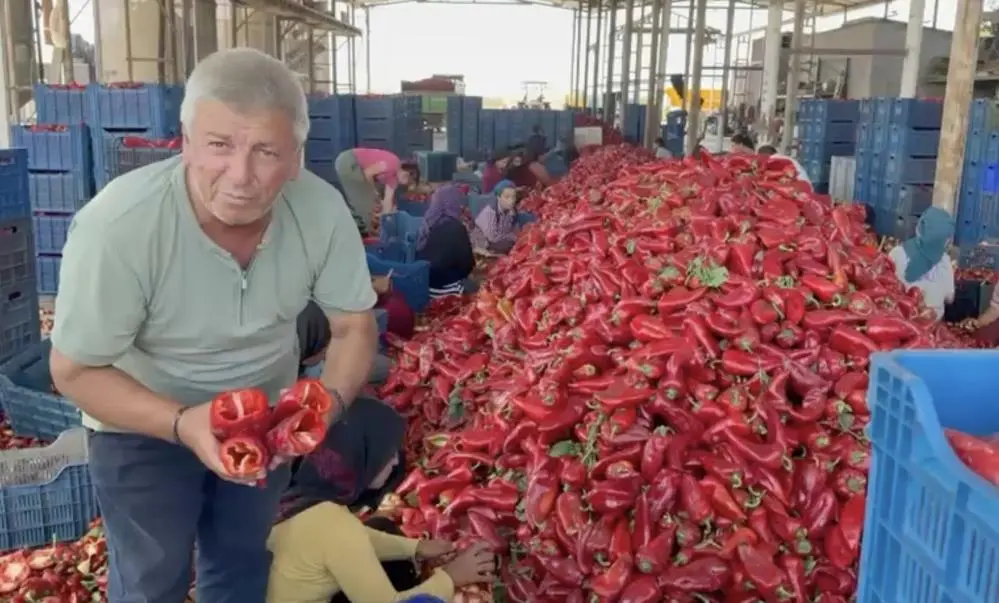Genç Gazete Karacabey’de Kapya Biber Üreticisi İsyanda! Fiyat 18 Liraya Düştü (2)