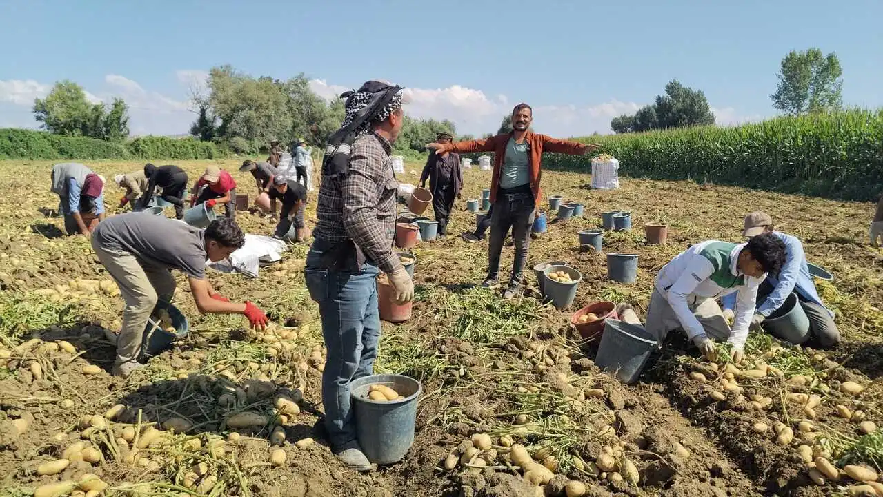 Patates Bu Yıl Altın Değerinde! Tarlada 50 TL'ye Satılıyor, Kış İçin Kritik Uyarı