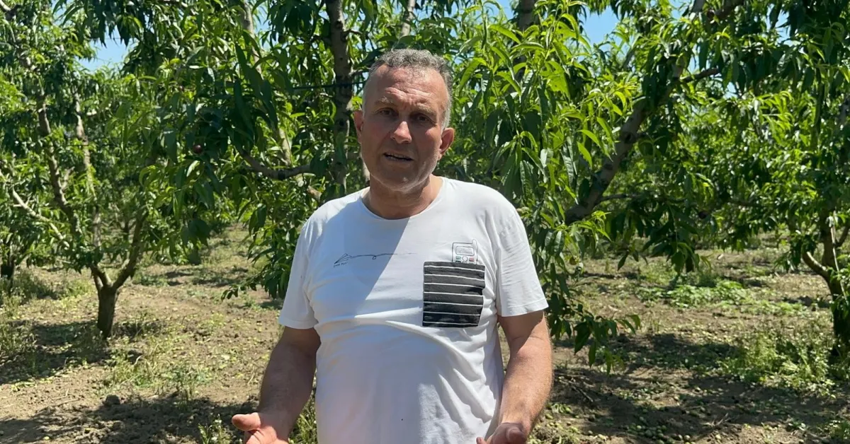 Gürsulu Üretici Hayvansal Gübreyle Gübre Maliyetini Sıfırladı (2)