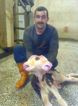 İnegöl'de Çift Kafalı Buzağı Şaşkınlığı Arşiv 2008 Gençgazete