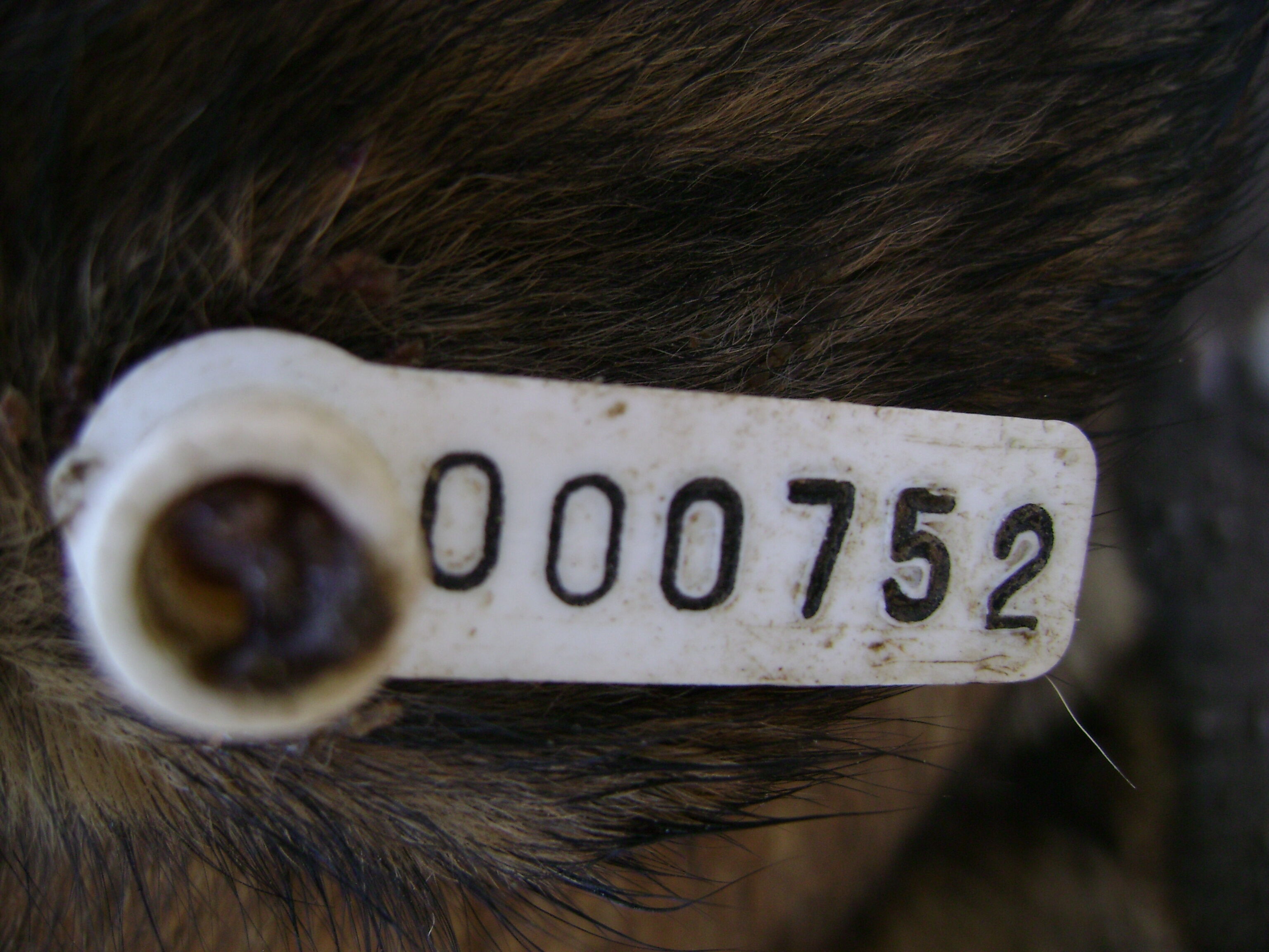 İnegöl’de Köylere Bırakılan Başıboş Köpekler Arşivden 2008 Gençgazete (2)