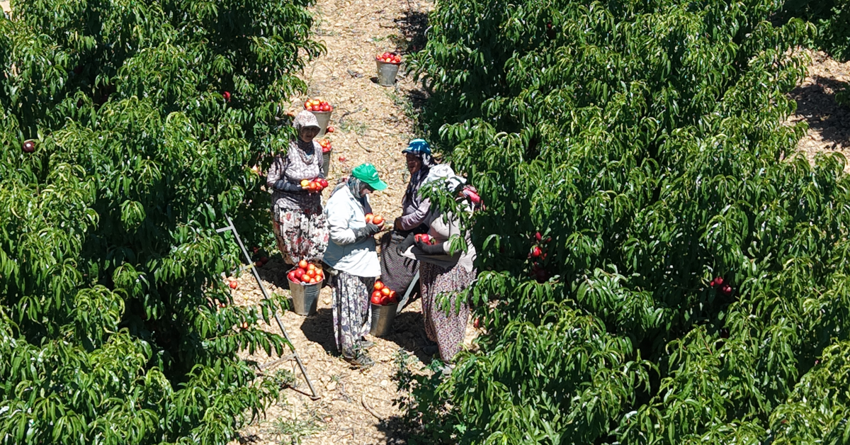 İznik Nektarininde Fiyat Farkı Tepki Çekti Tarlada 15, Markette 100 Tl (2)