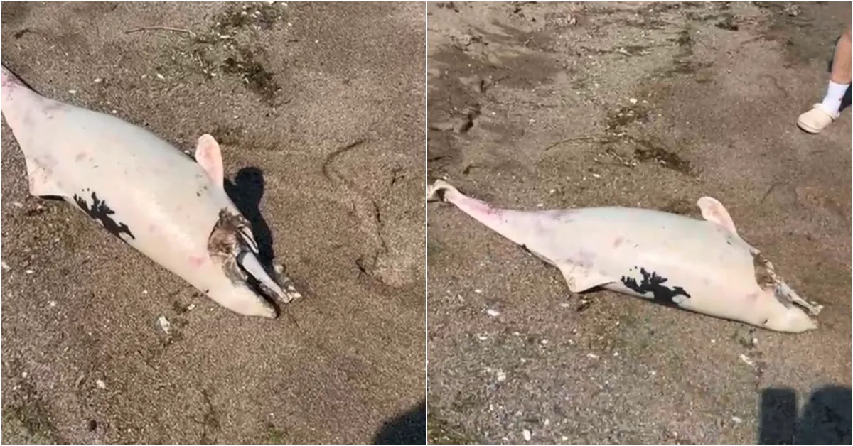 Karacabey Boğazı’nda Peş Peşe Yunus Ölümleri Tedirgin Etti