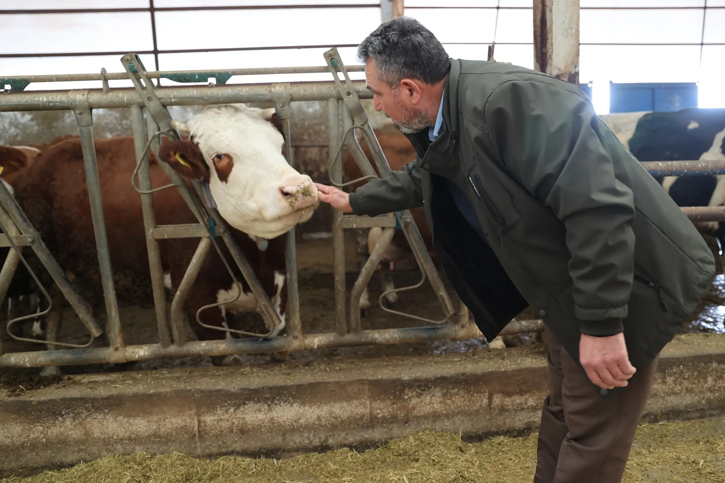 Köye Yerleşip Hayvancılık Yapana Devlet Desteği! Hangi Yardımlar Veriliyor, Kimler Yararlanabiliyor (1)-1