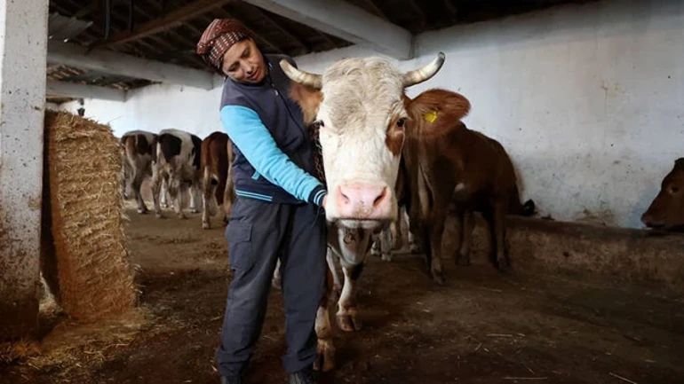 Köye Yerleşip Hayvancılık Yapana Devlet Desteği! Hangi Yardımlar Veriliyor, Kimler Yararlanabiliyor (2)-1