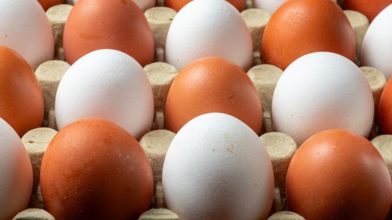 Ülkede Yeni Salgın! Yumurtalara Dikkat! '207 Vaka Tespit Edildi' Gg