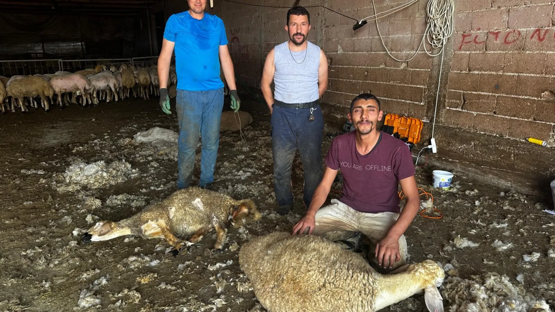 Bursa İli Damızlık Koyun Ve Keçi Yetiştiricileri Birliği Başkanı Yıldırım Oran, Türkiye’de Yapağının Yeterince Değerlendirilemediğini Belirterek Bursa’da Yaklaşık 100 Milyon Liralık Bir Işleme Tesisi Kurulması Çağrıs (3)