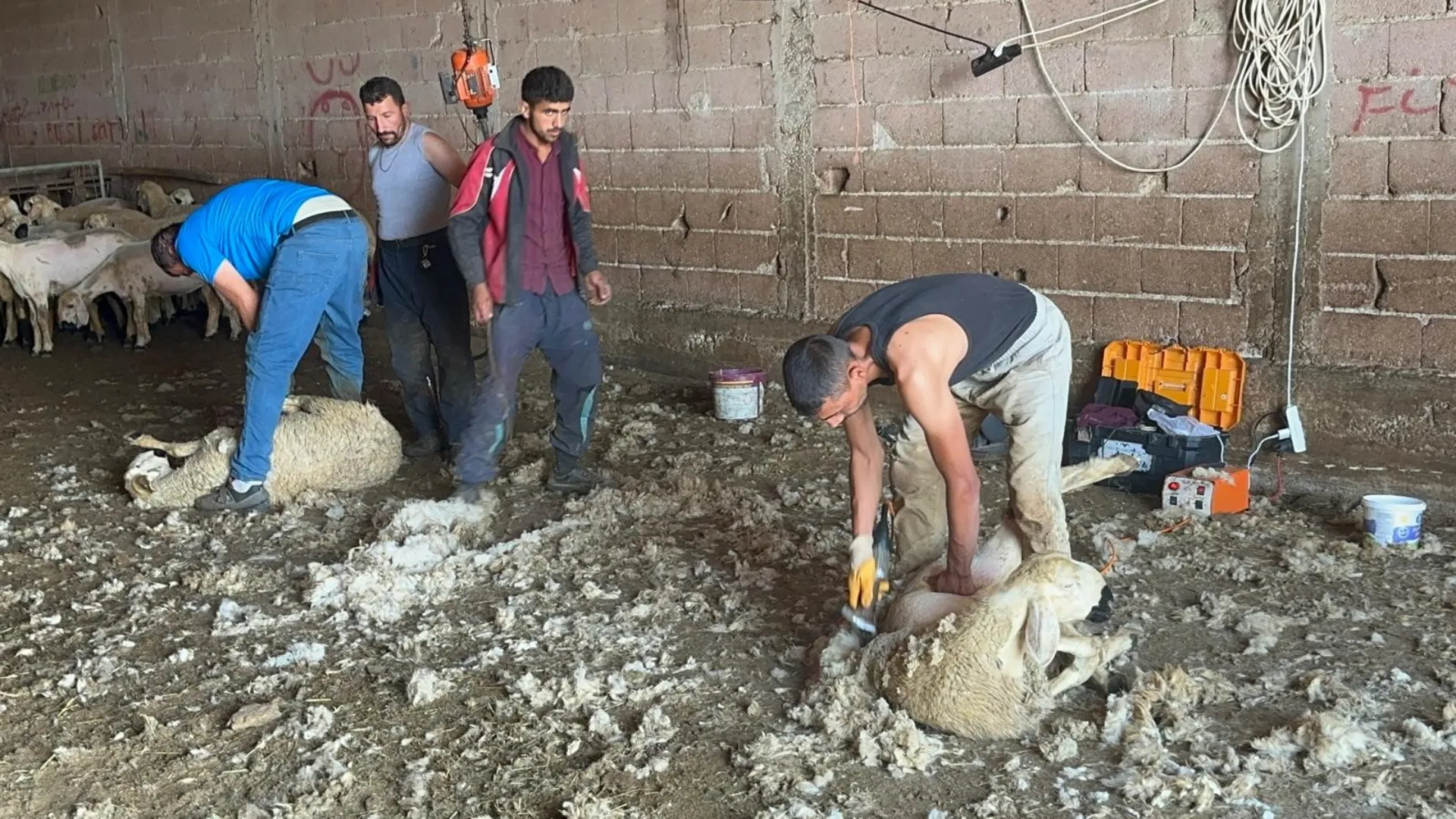 Bursa İli Damızlık Koyun Ve Keçi Yetiştiricileri Birliği Başkanı Yıldırım Oran, Türkiye’de Yapağının Yeterince Değerlendirilemediğini Belirterek Bursa’da Yaklaşık 100 Milyon Liralık Bir Işleme Tesisi Kurulması Çağrıs