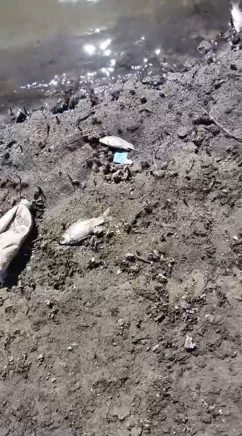Bursa'da Çınarcık Barajı'na Giden Kocasu Deresinde Balık Ölümleri Yaşandı2