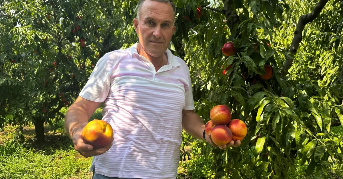 Bursa’da Nektarin Fiyatı Yeniden Yükseldi Tarlada 30 40 Lirayı Gördü (2)