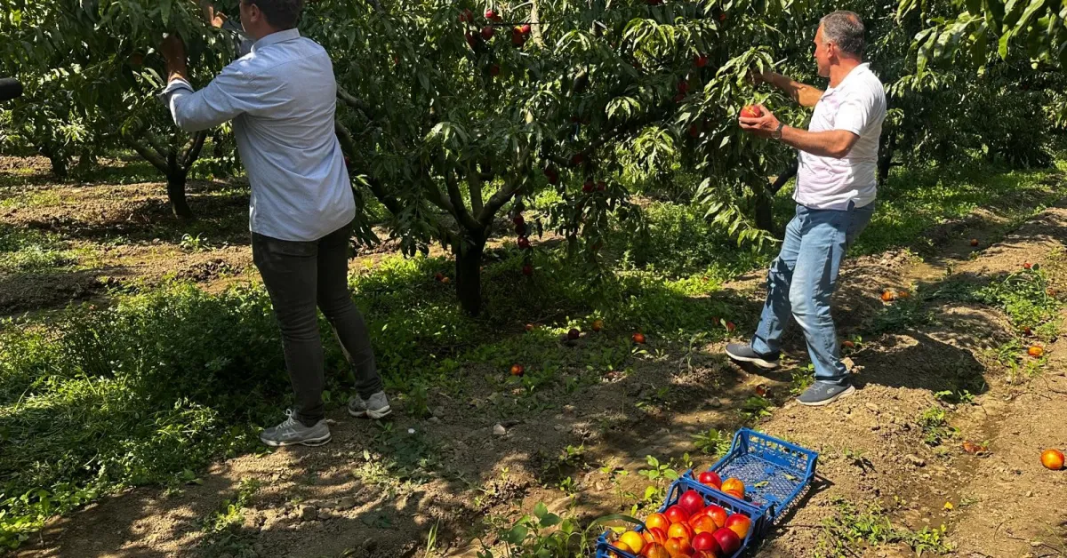 Bursa’da Nektarin Fiyatı Yeniden Yükseldi Tarlada 30 40 Lirayı Gördü (4)
