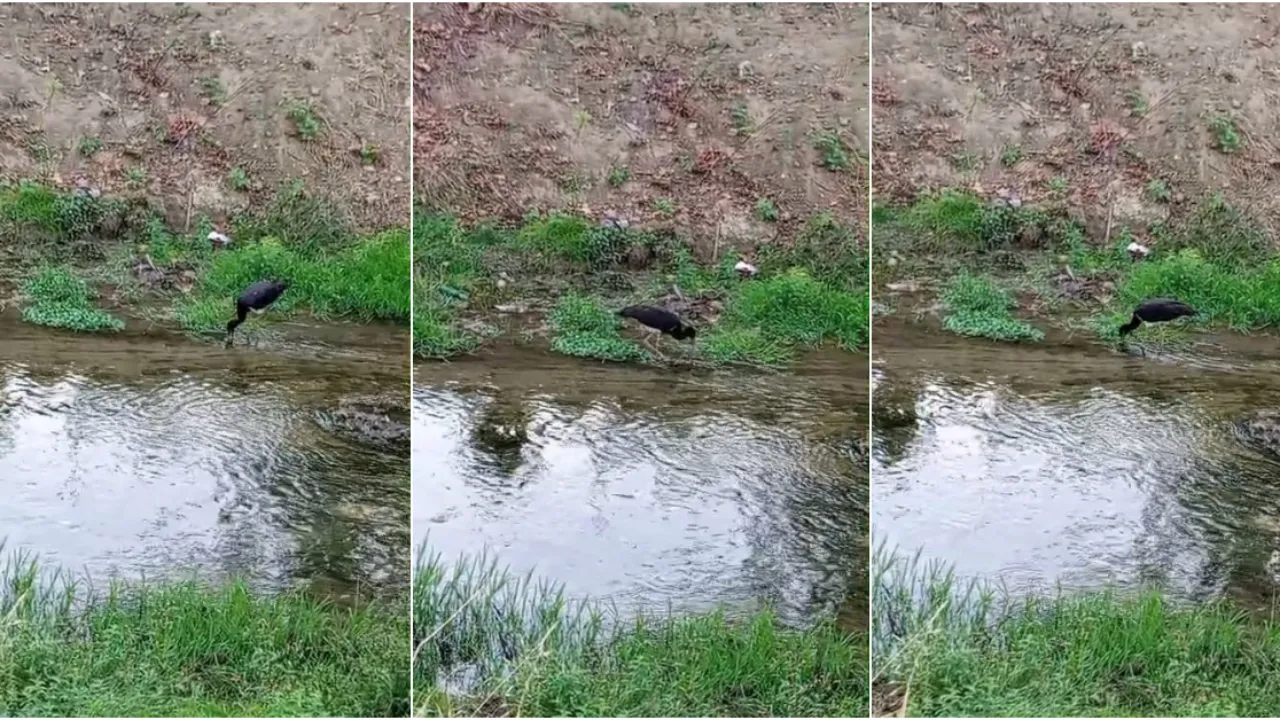 İnegöl’de Nadir Görülen Kara Leylek Görüntülendi Gencgazete