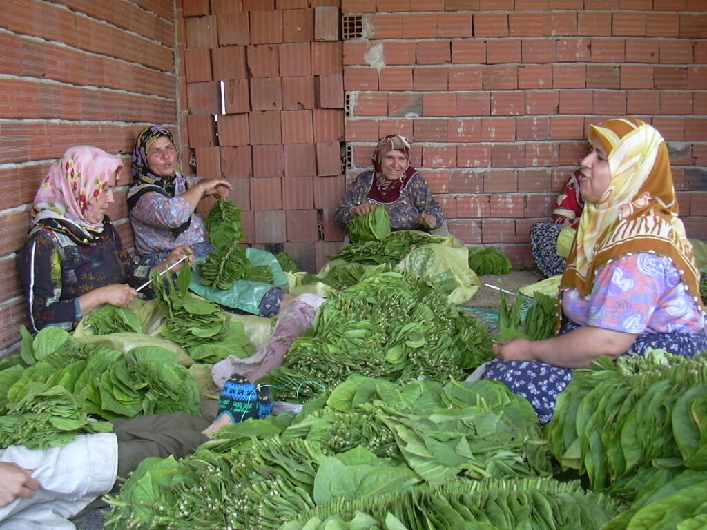 İnegöl’de Tütün Üretimi Durduruldu Arşivden 2008 Gençgazete (3)