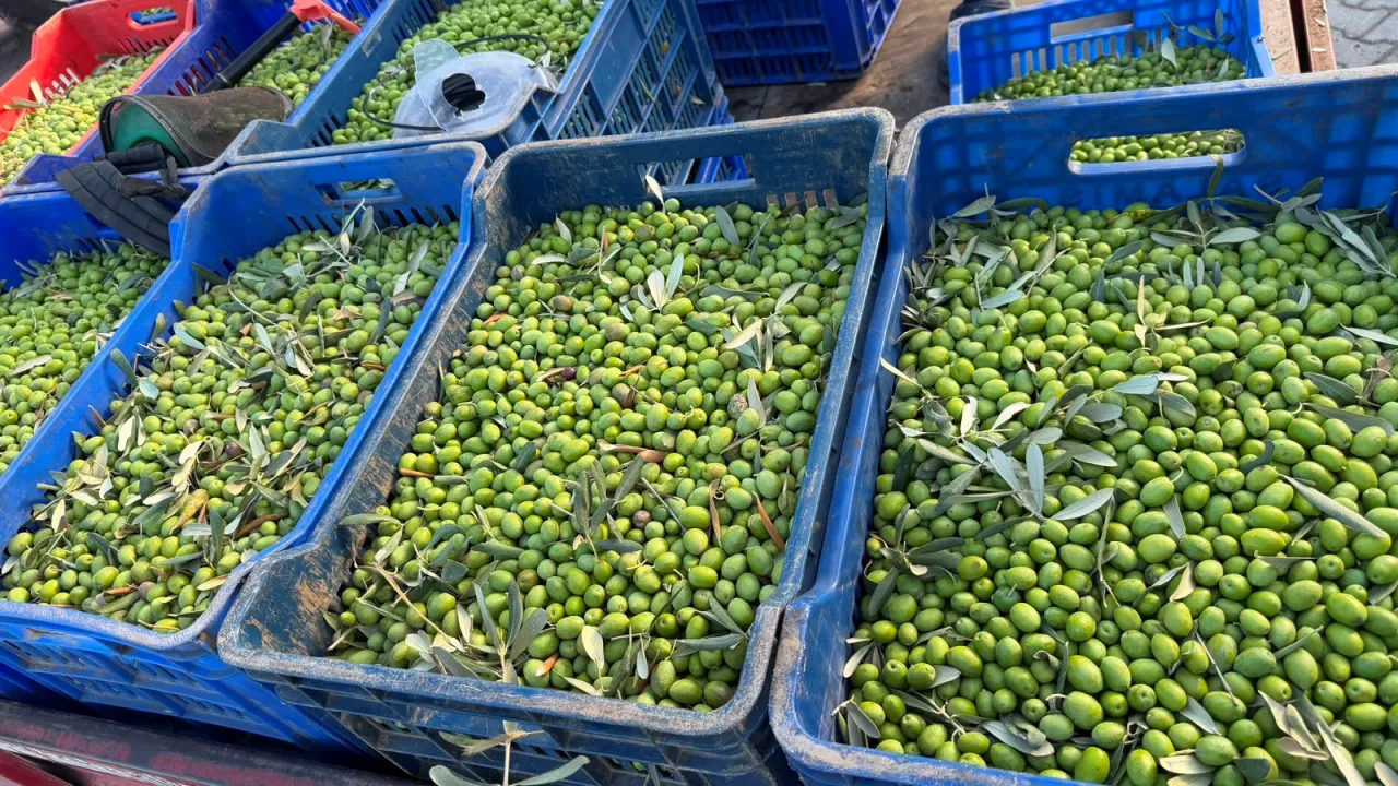 İznik’te Sezonun Ilk Zeytinyağı Üretildi 11 Kilo Zeytinden 1 Litre Yağ (2)