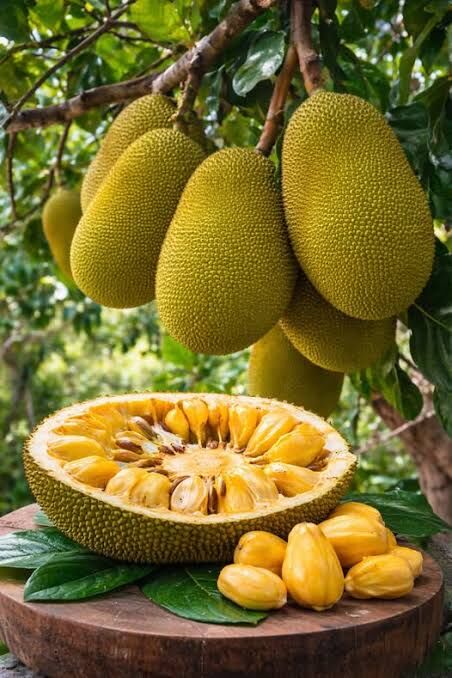 Jackfruit2