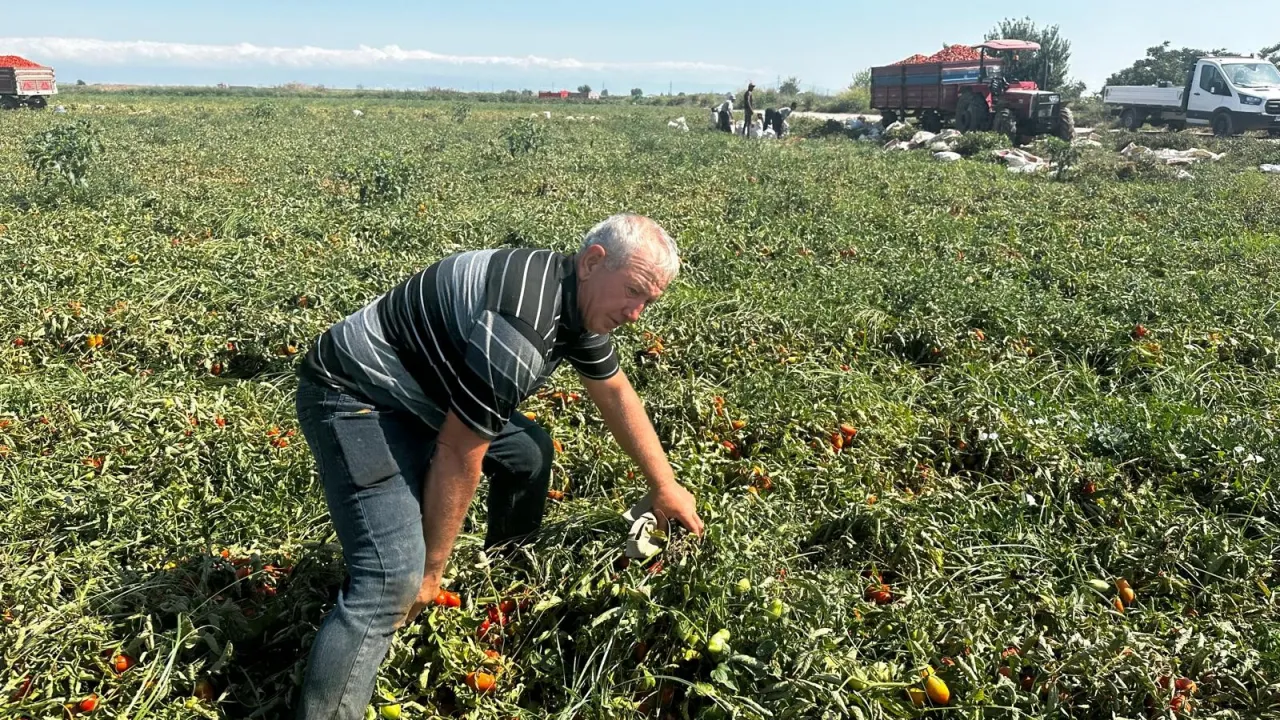 Karacabey’de Domates Üreticisinin Çeltik Suyu Tepkisi Dönümde 7 Tona Kadar Kayıp (2)