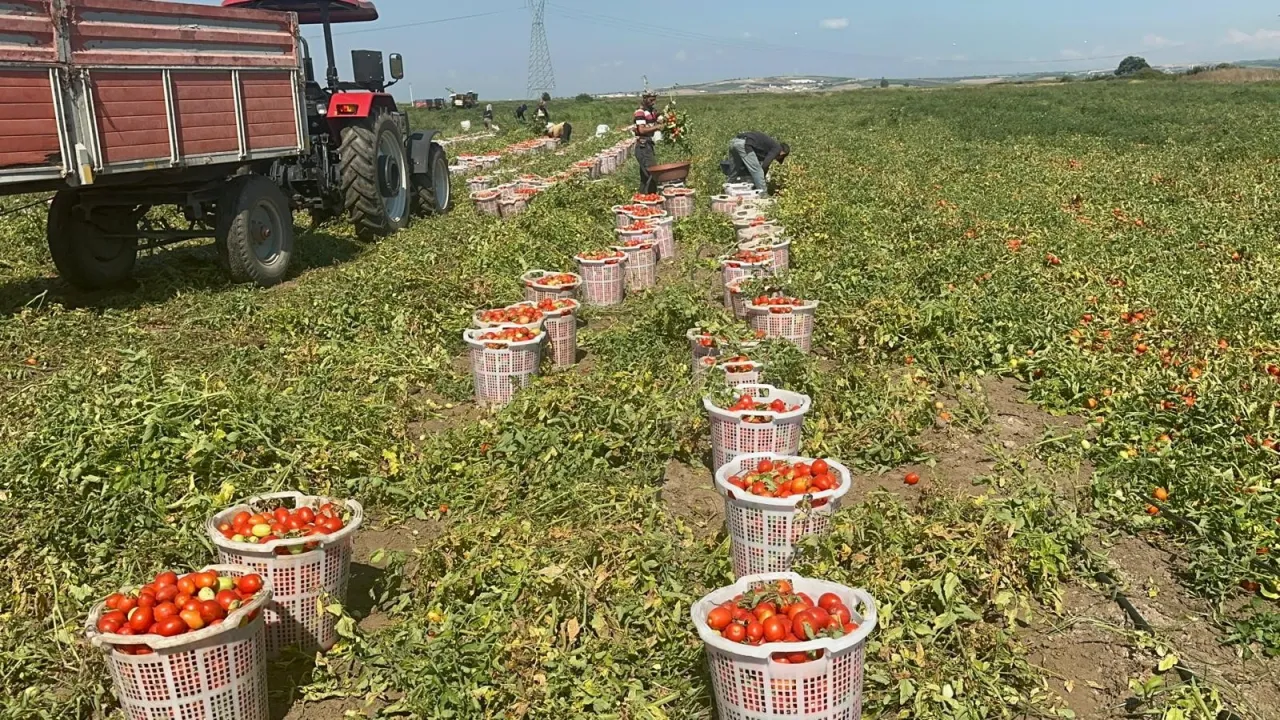 Karacabey’de Domates Üreticisinin Çeltik Suyu Tepkisi Dönümde 7 Tona Kadar Kayıp (3)