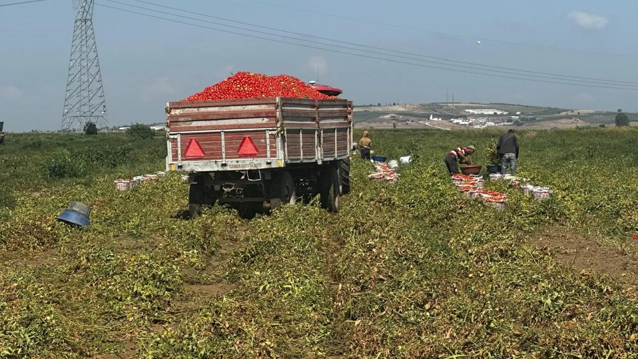 Karacabey’de Domates Üreticisinin Çeltik Suyu Tepkisi Dönümde 7 Tona Kadar Kayıp (4)