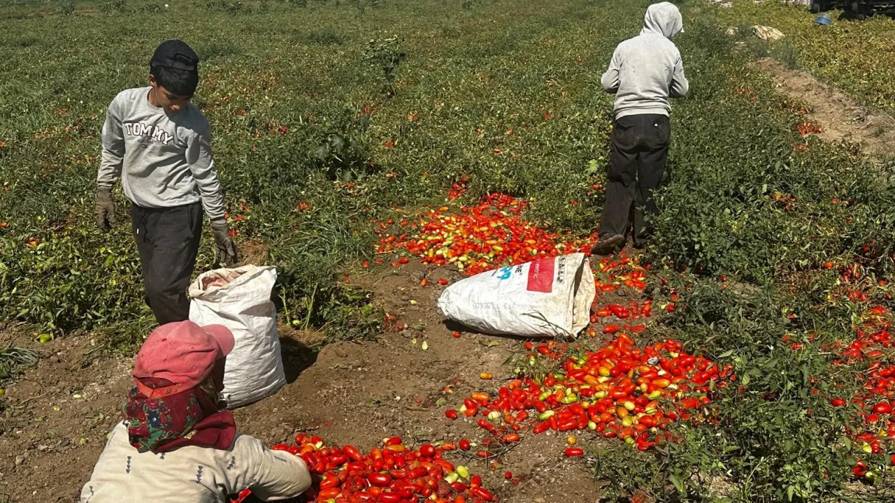 Karacabey’de Domates Üreticisinin Çeltik Suyu Tepkisi Dönümde 7 Tona Kadar Kayıp (5)