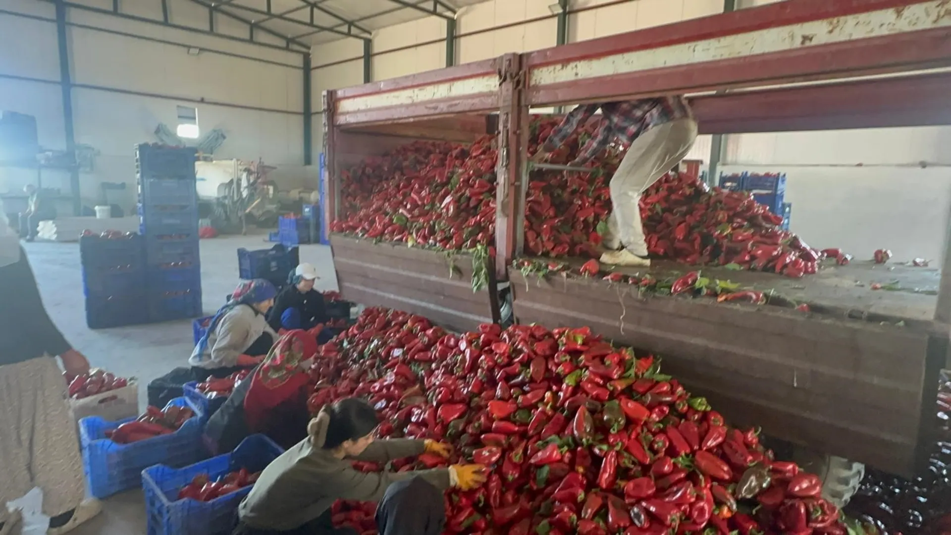 Karacabey’in Salçalık Biberine Türkiye’nin Dört Bir Yanından Talep Yağıyor (2)
